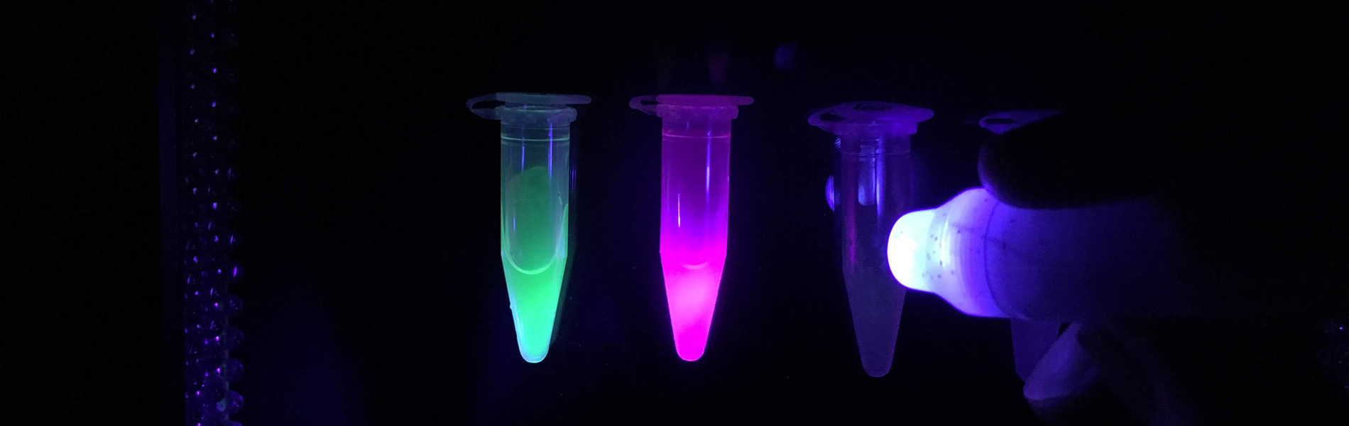 緑色および赤色蛍光タンパク質(GFP, RFP)